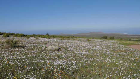 flowers of the west coast national park