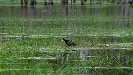 facing to the left seen in the middle of the water, bronze-winged jacana metopidius indicus, thailand