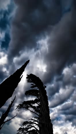 stormy clouds and silhouetted trees