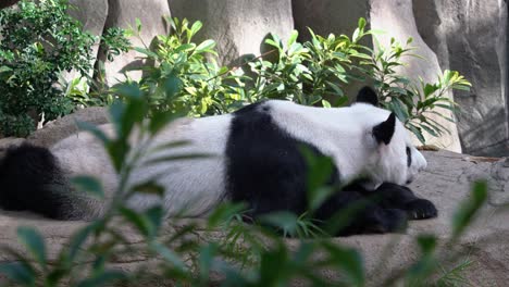 close up shot of a giant cute panda, ailuropoda melanoleuca slowly lying down on the ground to its sleeping position with its tummy down during the day