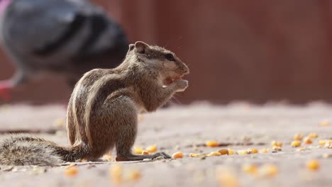 Indisches-Palmhörnchen-Oder-Dreistreifen-Palmhörnchen-(Funambulus-Palmarum)-Ist-Eine-Nagetierart-Aus-Der-Familie-Der-Sciuridae,-Die-Natürlicherweise-In-Indien-(südlich-Der-Vindhyas)-Und-Sri-Lanka-Vorkommt.