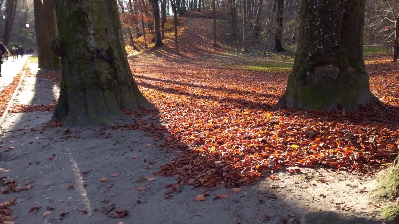Nedfaldne blade i parken om efteråret