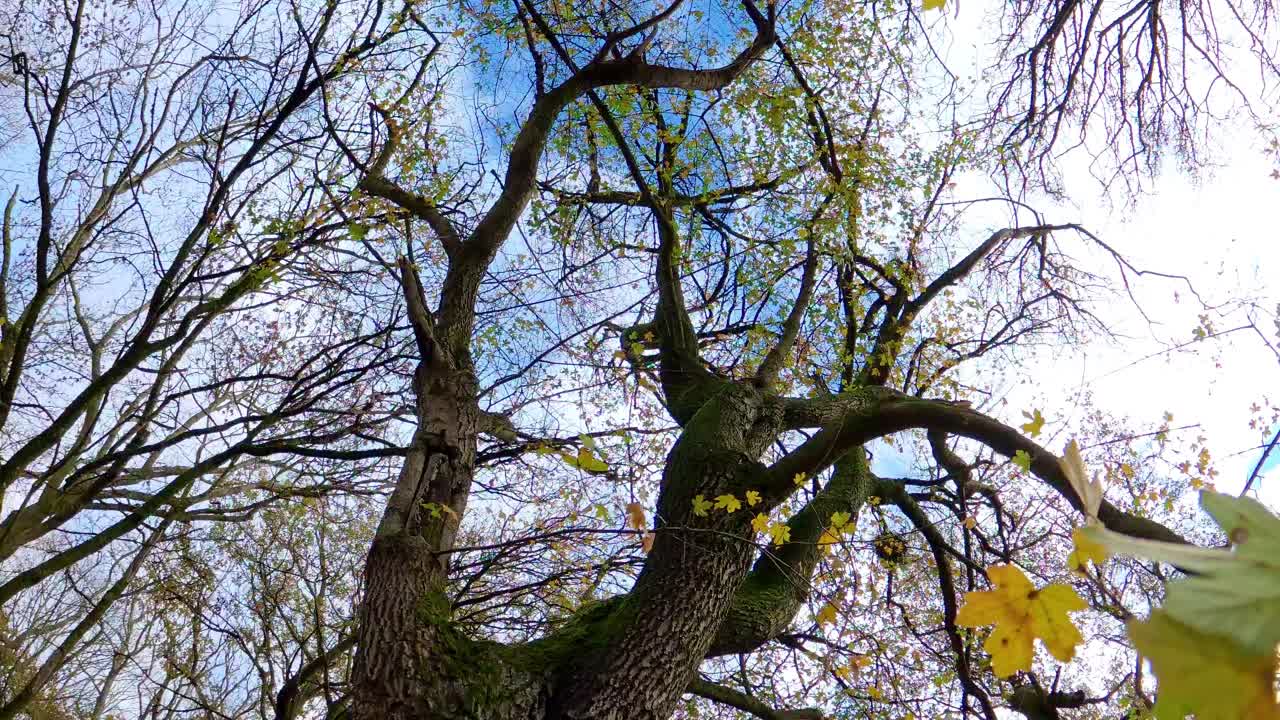 POV camera rising through colorful autumn leaves and tree branches in a UK forest toward a clear blue sky for a cinematic nature transition