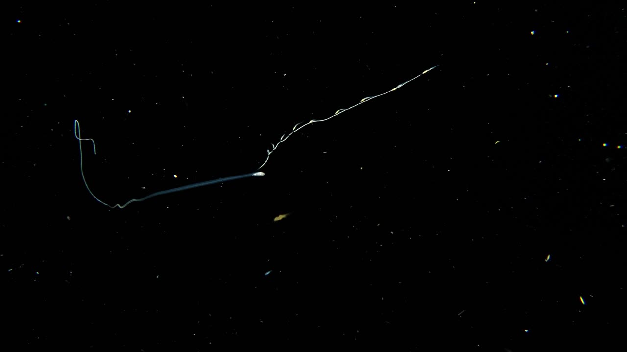 진주 어류의 유충은 니로 시포노포르를 모방합니다.