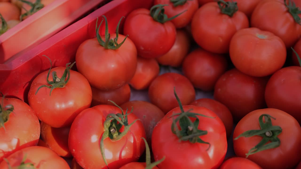 손을 뻗어 토마토를 가져가는 농장에서 갓 수확한 빨간 토마토 통을 클로즈업한 모습
