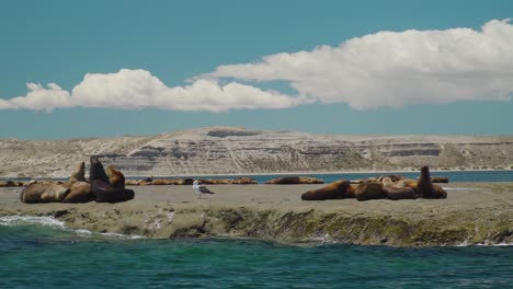 medium pan shot of sea lions colony relaxing on rock outstanding of ocean and epic mountain landscape in background, patagonia, argentina during summer