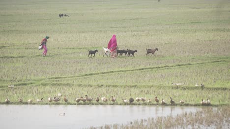 bangladeshi village women taking their goats to field.