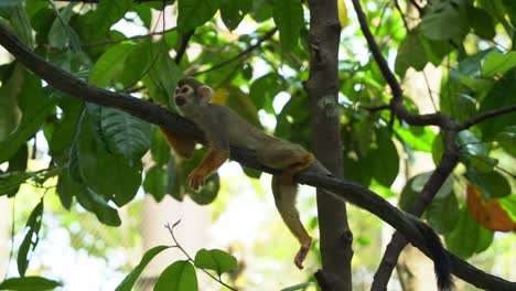 Pequeño-Y-Curioso-Mono-Ardilla-Abrazando-La-Vid-Del-árbol