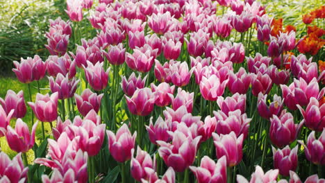 flowerbed with beautiful violet tulips