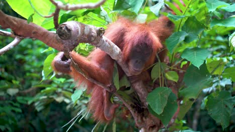 un orangután en un árbol en la selva en el norte de sumatra, indonesia
