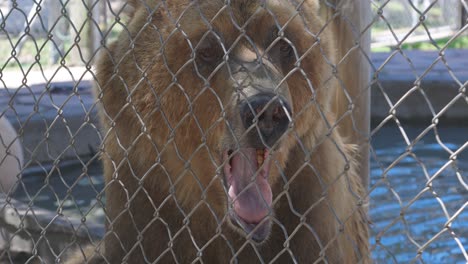 brown-grizzly-bear-yawning-behind-fence-enclosure