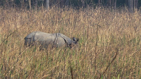 a one horned rhino partially concealed in the tall brown grass of the safari