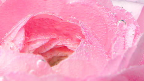 close-up of a pink rose with water drops