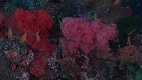 red and pink soft corals on tropical coral