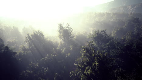 Nebel-In-Einem-Wald-Aus-Der-Luft