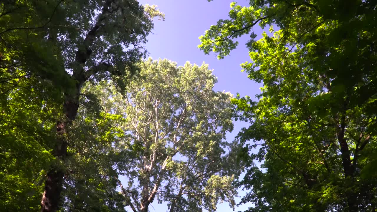 caminar bajo los árboles en el parque