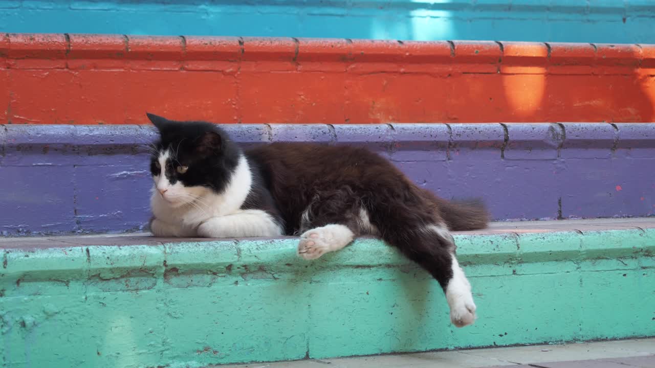 Gatto bianco e nero che si rilassa su scale colorate