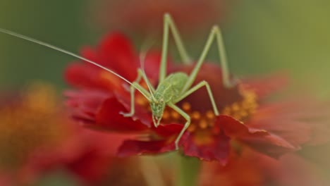 Vista-Cercana-De-Un-Grillo-De-Arbusto-Verde-Sobre-Una-Flor-Roja