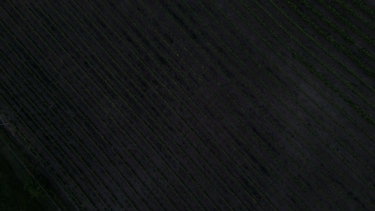 Top down drone shot rotating above agricultural vineyard plantation in Europe