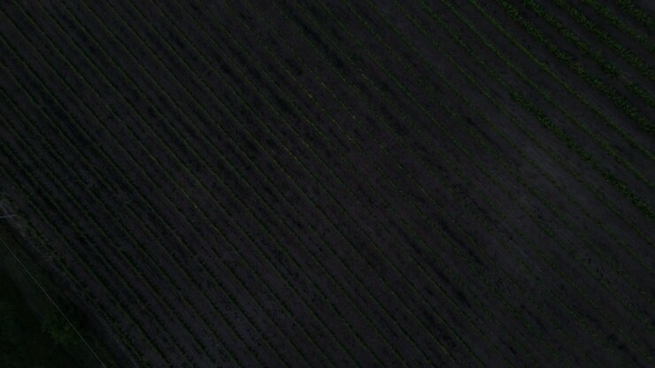 Top down drone shot rotating above agricultural vineyard plantation in Europe