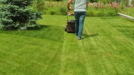 lawn mower cutting the grass. gardening activity. cutting grass with petrol driven lawn mower in sunny garden. gardener working with  mower machine in the garden. lawn mower cutting green grass