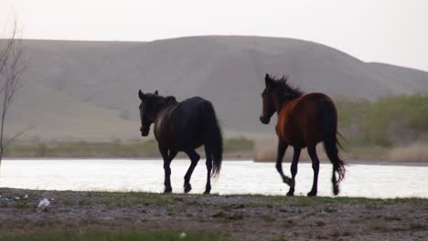 cinematic beauty of free-roaming horse walking, running, and drinking by the river, with playful baby calves