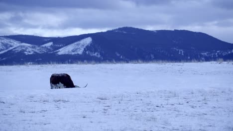 cattle grazing in snowy pasture, texas longhorn