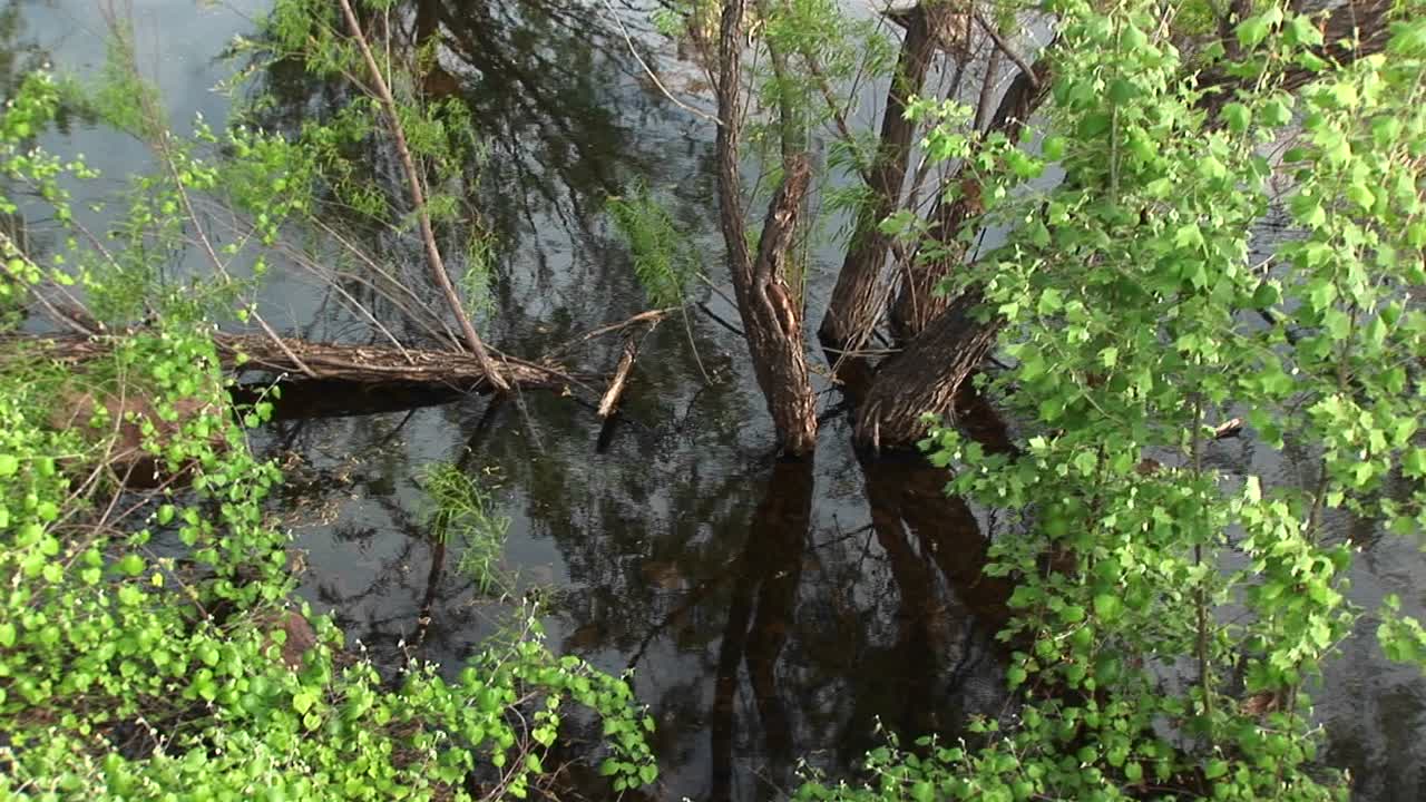 텍사스 늪에서 자라는 나무의 미디엄샷