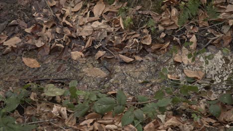 ゆっくりと動く静かな水と湖の波動のストック映像