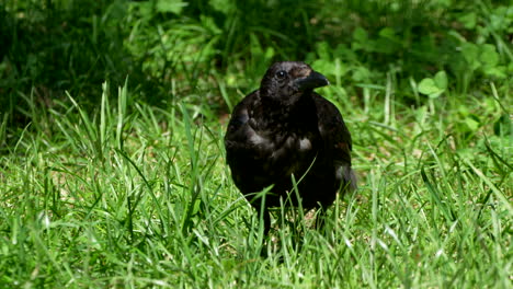 wild black colored genus corvus crow foraging in green grass during sunlight - close up