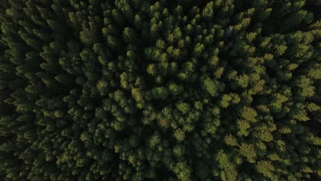 Aerial-view-of-green-forest