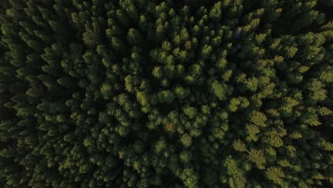 aerial view of green forest