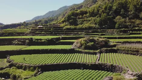 farmers fields farms terrace vegetable paddy mountainous valley right trucking aerial wide angle in benguet philippines