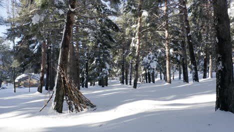 beautifully inspiring forest with pine trees covered in snow, slowly walk forward