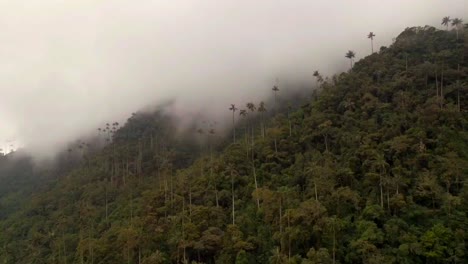 famous wax palm trees on slope of tropical mountain in the cocora valley