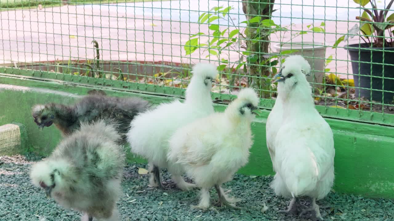 Playful silkies in a cozy farmyard chickens nature outdoor close-up animal behavior