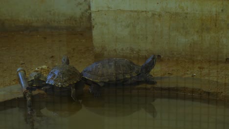 group of turtles perched on edge of pond inside zoo enclosure