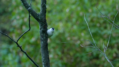 cute white and black bird hanging on the side of tree, another bird flies by out of fucous, blue hour, canada