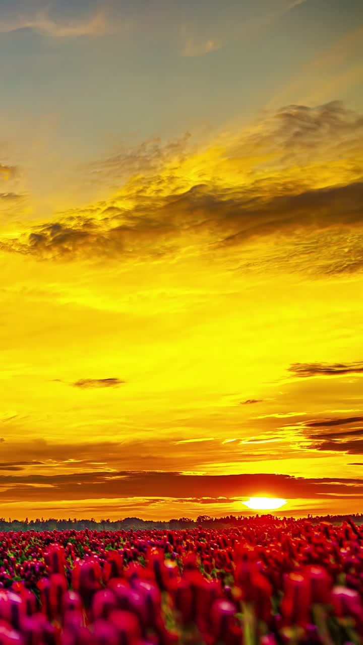 Flower Fields Under An Orange Sky At Sunset - Timelapse, Vertical Shot