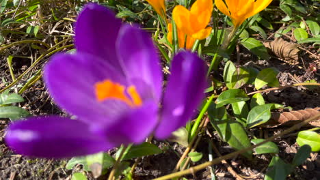 Tilt-down-close-up-of-colorful-blooming-flowers-in-garden-during-spring-season