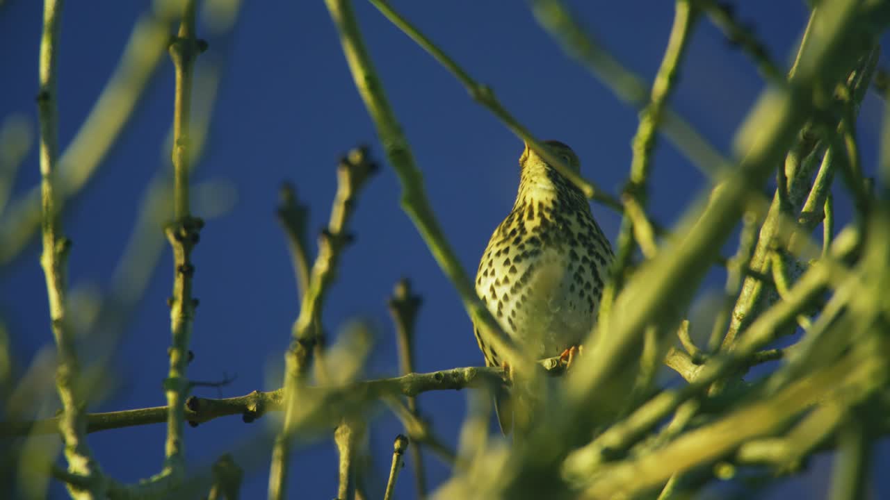 Nærbillede af en sangdrossel, der sidder på grene og synger mod en klar blå himmel i sit naturlige landmiljø.