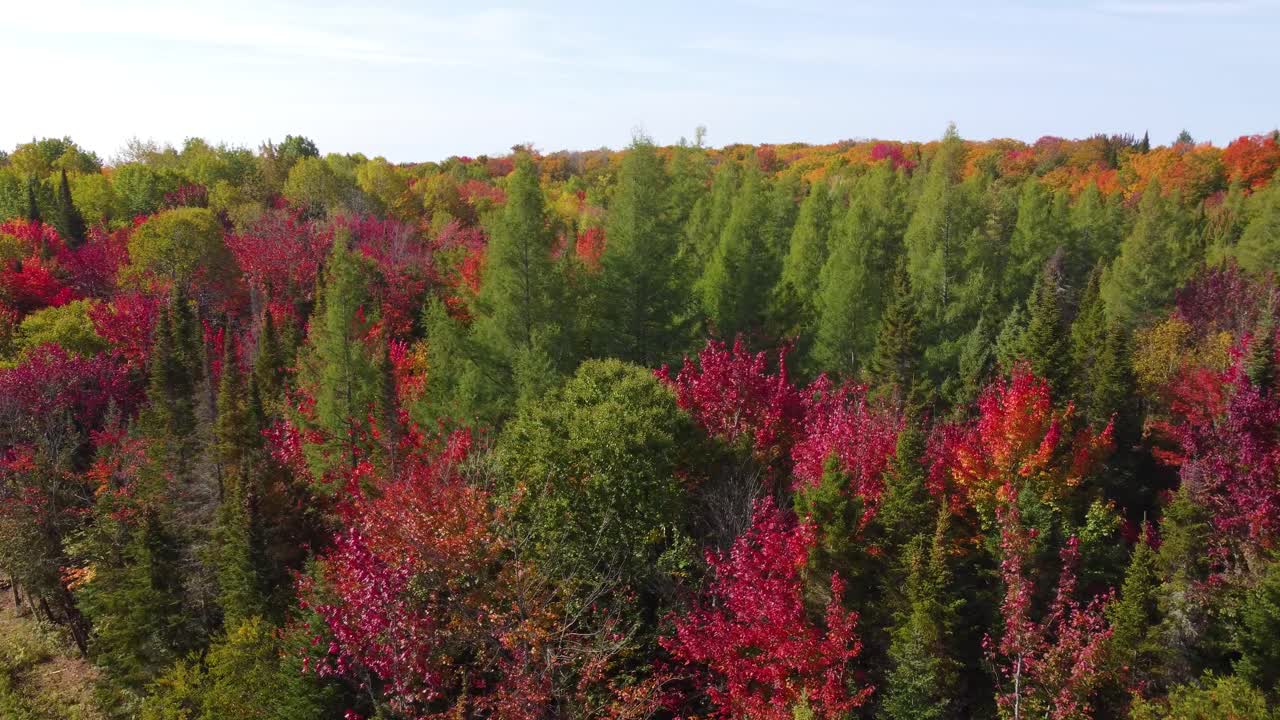 Fairy tale forest with reddish and green colors that looks like painting in Reserve Faunique La V&eacute;rendrye