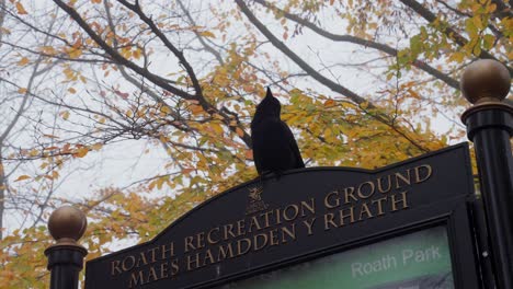 crow sits above a sign for roath park, cardiff on a foggy autumn morning