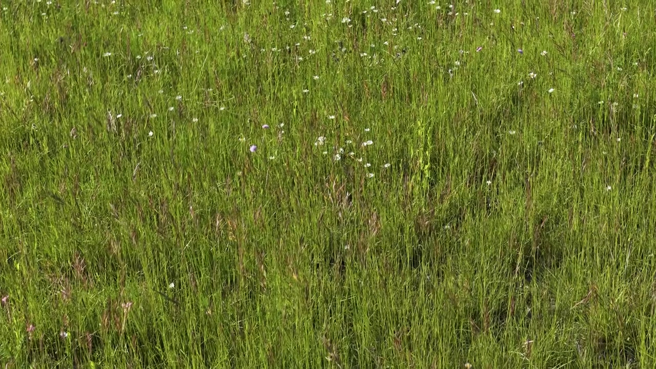 Inquadratura statica dall'alto di erba verde vibrante e piccoli fiori selvatici sotto la luminosa luce del sole estivo