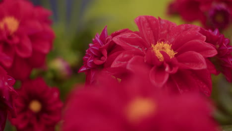 close-up of water drops on red flower petals