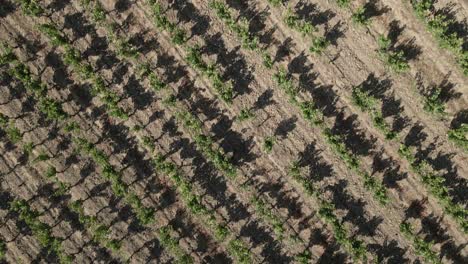 Diagonal-vine-shadow-pattern-of-low-vertical-aerial-vineyard-flyover