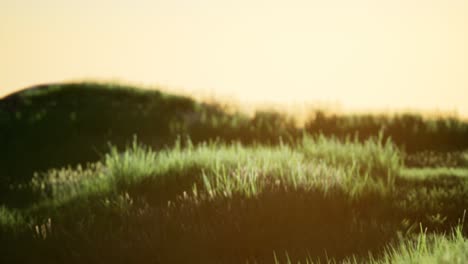 green field at sunrise with blue sky