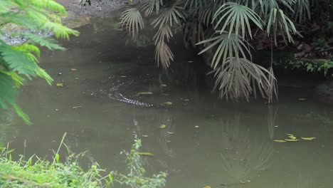 Cocodrilo-Nadando-Y-Acechando-En-El-Lago