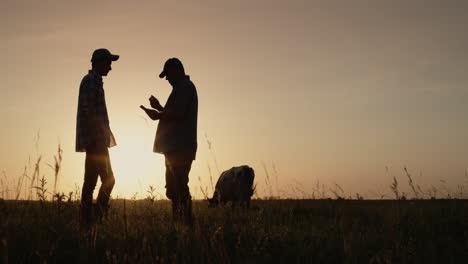 farmers stand in pasture and use a tablet