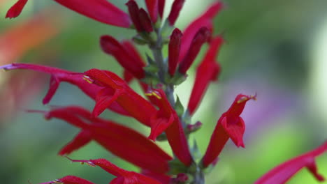 flores de salvia o salvia roja de verano de primer plano